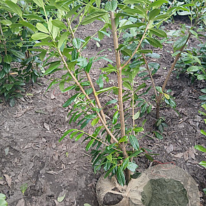 Prunus l. 'Novita' 175-200 cm met kluit