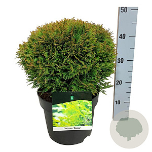 Thuja occ. 'Danica' 30-40 cm 6,5L