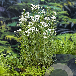 Achillea ptarmica GM P9 leverbaar