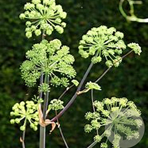 Angelica archangelica GM P9 leverbaar