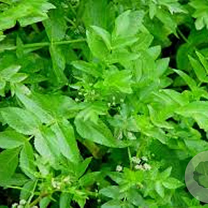 Apium nodiflorum GM P9 leverbaar