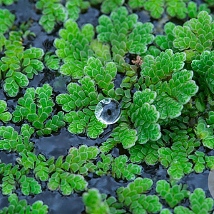 Azolla caroliniana GM wortelgoed leverbaar
