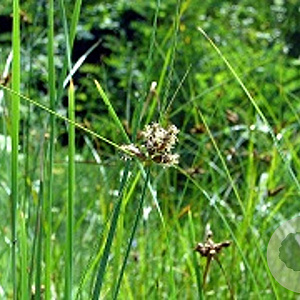 Bolboschoenus maritimus GM P9 leverbaar