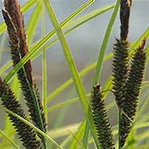 Carex acuta GM P9 leverbaar