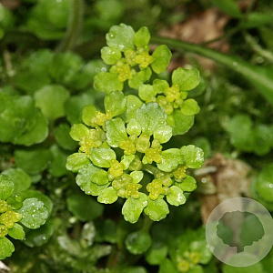 Chrysosplenium oppositifolium GM P9 leverbaar
