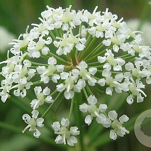 Cicuta virosa GM P9 leverbaar