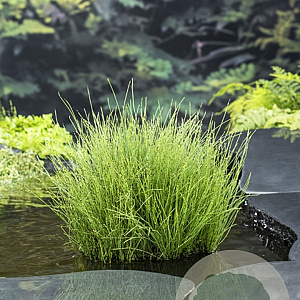 Equisetum scirpoides GM P9 leverbaar