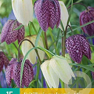 Fritillaria meleagris GM P9 leverbaar