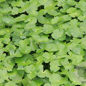 Hydrocotyle novae-zelandiae GM P9 leverbaar