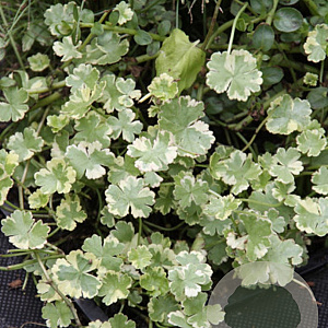 Hydrocotyle sibthorp. 'Variegata' GM P9 leverbaar