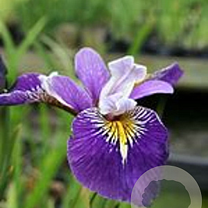 Iris 'Holden's Child' GM P9 leverbaar