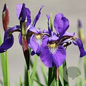 Iris versic. 'Dark Aura' GM P9 leverbaar