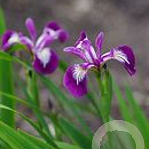 Iris versic. 'Kermesina' GM P9 leverbaar
