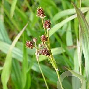 Luzula multiflora GM P9 leverbaar