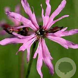 Lychnis flos-cuculi 'Nana' GM P9 leverbaar