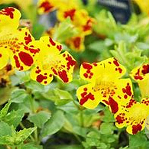 Mimulus luteus variegatus GM P9 leverbaar