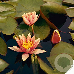 Nymphaea 'Sioux' GM C1 leverbaar