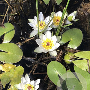 Nymphaea tetragona GM C1 leverbaar