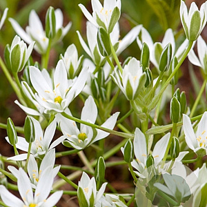 Ornithogalum umbellatum GM P9 leverbaar