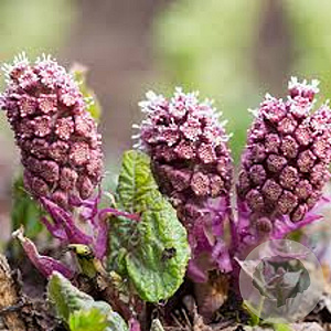Petasites hybridus GM P9 leverbaar