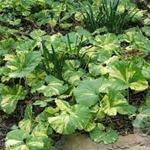 Petasites japonicus 'Variegatus' GM P9 leverbaar