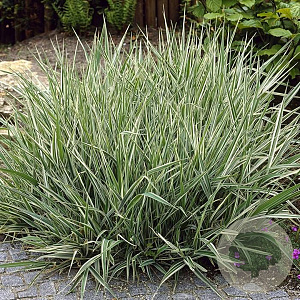Phalaris arund. 'Picta' GM P9 leverbaar