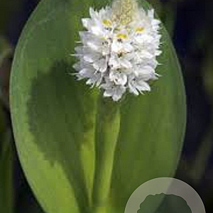 Pontederia cordata 'White Pike' GM P9 leverbaar
