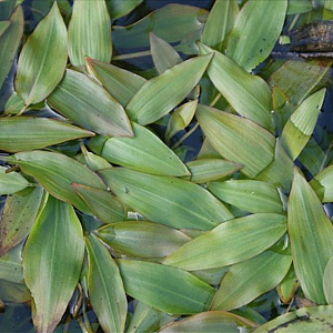 Potamogeton perfoliatus GM  leverbaar