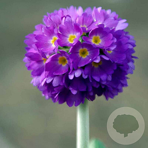 Primula dent. 'Lilac' GM P9 leverbaar