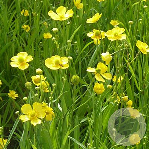 Ranunculus lingua GM P9 leverbaar