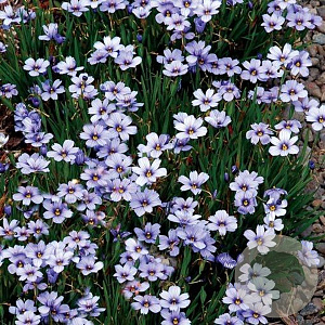 Sisyrinchium 'Devon Skies' GM P9 leverbaar