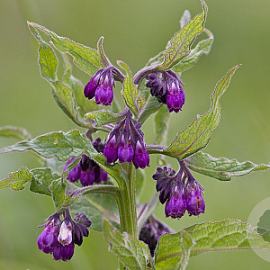 Symphytum officinale GM P9 leverbaar