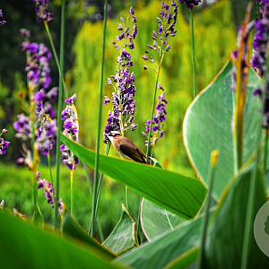 Thalia dealbata GM P9 leverbaar