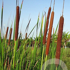Typha angustifolia GM P9 leverbaar