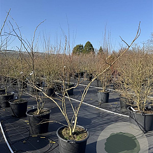 Albizia julibr. Ombrella 125-150 cm 50L