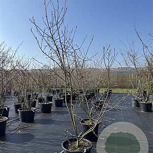 Amelanchier lamarckii 250-300 cm 50L meerstammig