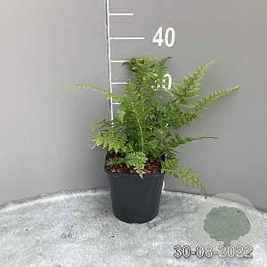Athyrium filix-femina GM 2,0L