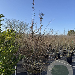 Carpinus betulus 200-225 cm cont. 80L