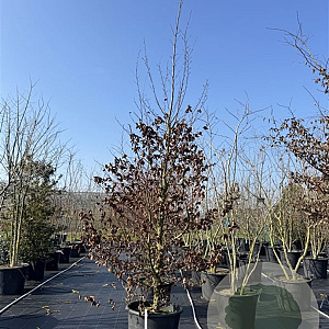 Carpinus betulus 350-400 cm cont. 130L