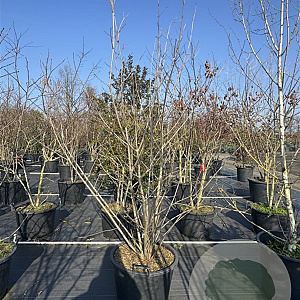 Calycanthus r. 'Aphrodite' 225-250 cm cont. 80L meerstammig