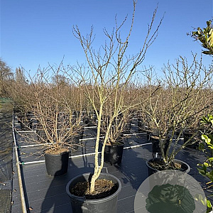 Cercis chinensis 'Shirobana' 175-200 cm cont. 80L