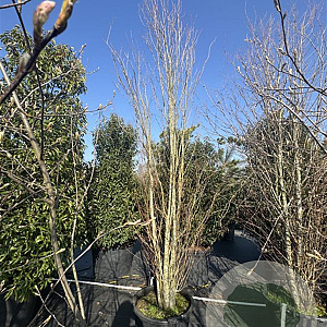 Cercidiphyllum japonicum 350-400 cm cont. 90L meerstammig