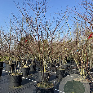 Cornus alternifolia 250-300 cm cont. 110L meerstammig