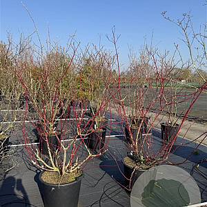 Cornus alba 'Sibirica' 125-150 cm 50L