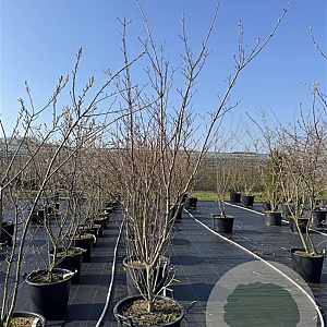 Cornus k. 'Milky Way' 250-275 cm cont. 80L