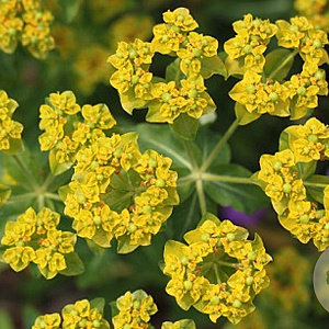 Euphorbia corallioides GM P9