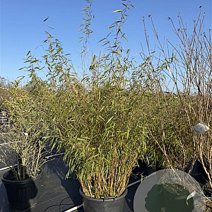 Fargesia rufa 150-175 cm 50L