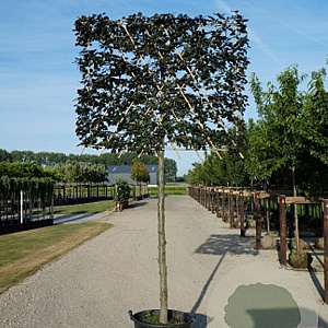 Fagus syl. 'Atropunicea' 200 cm stam cont. 110L 18-20 leiboom