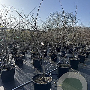 Gleditsia triac. 'Sunburst' 150-175 cm 50L