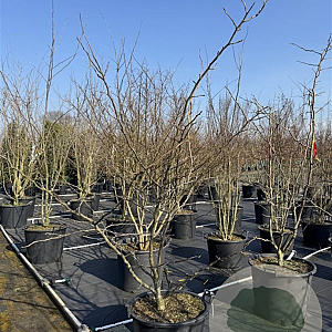 Gleditsia triac. 'Sunburst' 200-225 cm cont. 80L meerstammig